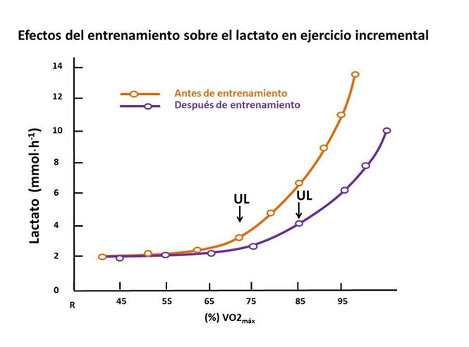 Test de lactato